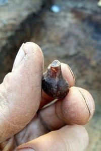 На Сахалине обнаружили янтарные подвески из каменного века