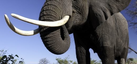 Продажа слоновой кости временно приостановлена