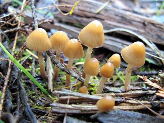 Ученые нашли вид грибов, который выделяет золото