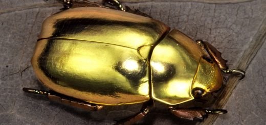 Кругман и золотые жуки