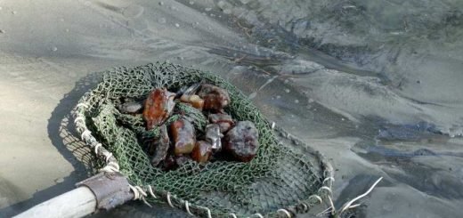 В Ровенской области СБУ обнаружила янтаря почти на шесть млн грн