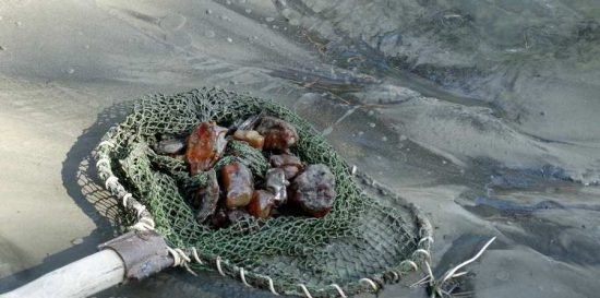 В Ровенской области СБУ обнаружила янтаря почти на шесть млн грн