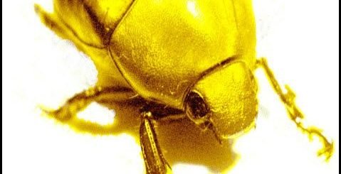 О некоторых чертах, присущих «золотым жукам»