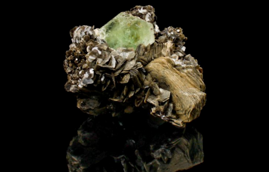 Аукционный дом «Лесли Хиндман» проводит в Денвере свой первый «Аукцион Истории Природы»