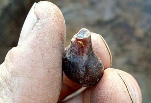 На Сахалине обнаружили янтарные подвески из каменного века