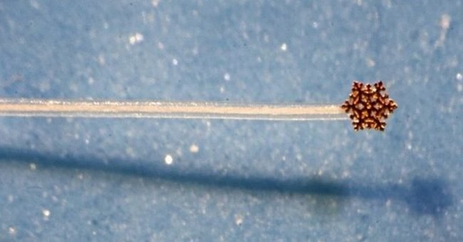 Снежинку из золота размером 0,5 мм в диаметре создал омич Анатолий Коненко