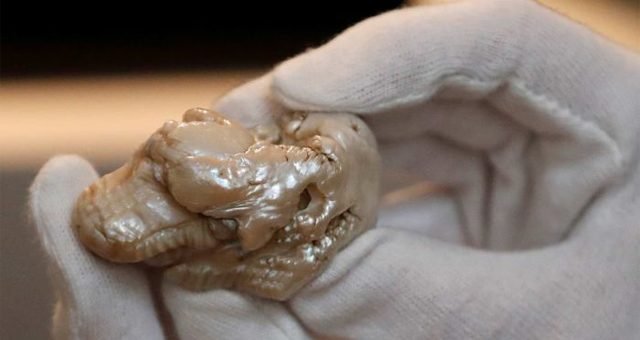 Крупнейшая пресноводная жемчужина продана на аукционе за рекордную цену